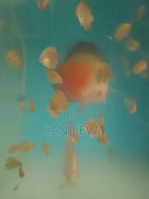Discuss Fish
