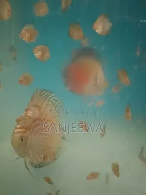 Discuss Fish