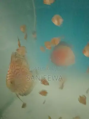 Discuss Fish