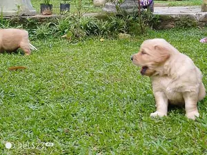 Golden Retriever Puppy