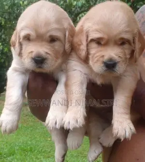 Golden Retriever Puppy
