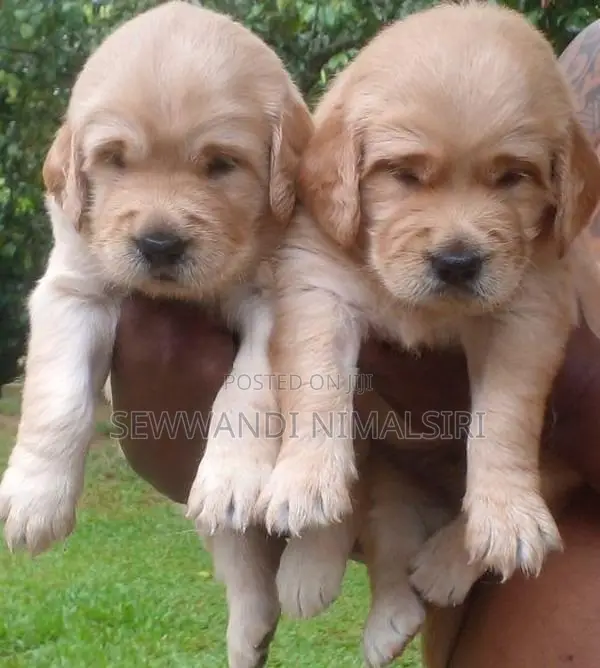 Golden Retriever Puppy