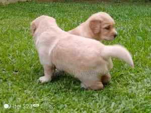 Golden Retriever Puppy