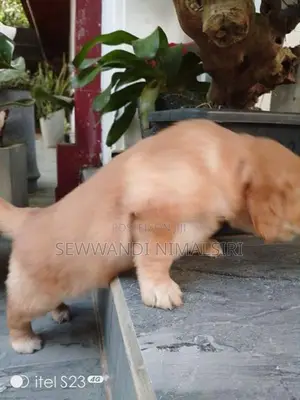 Golden Retriever Puppy