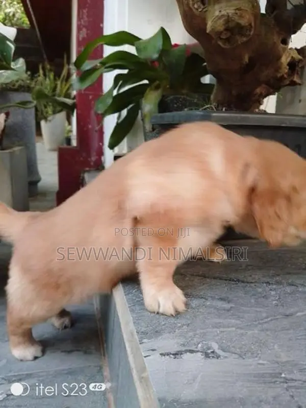 Golden Retriever Puppy