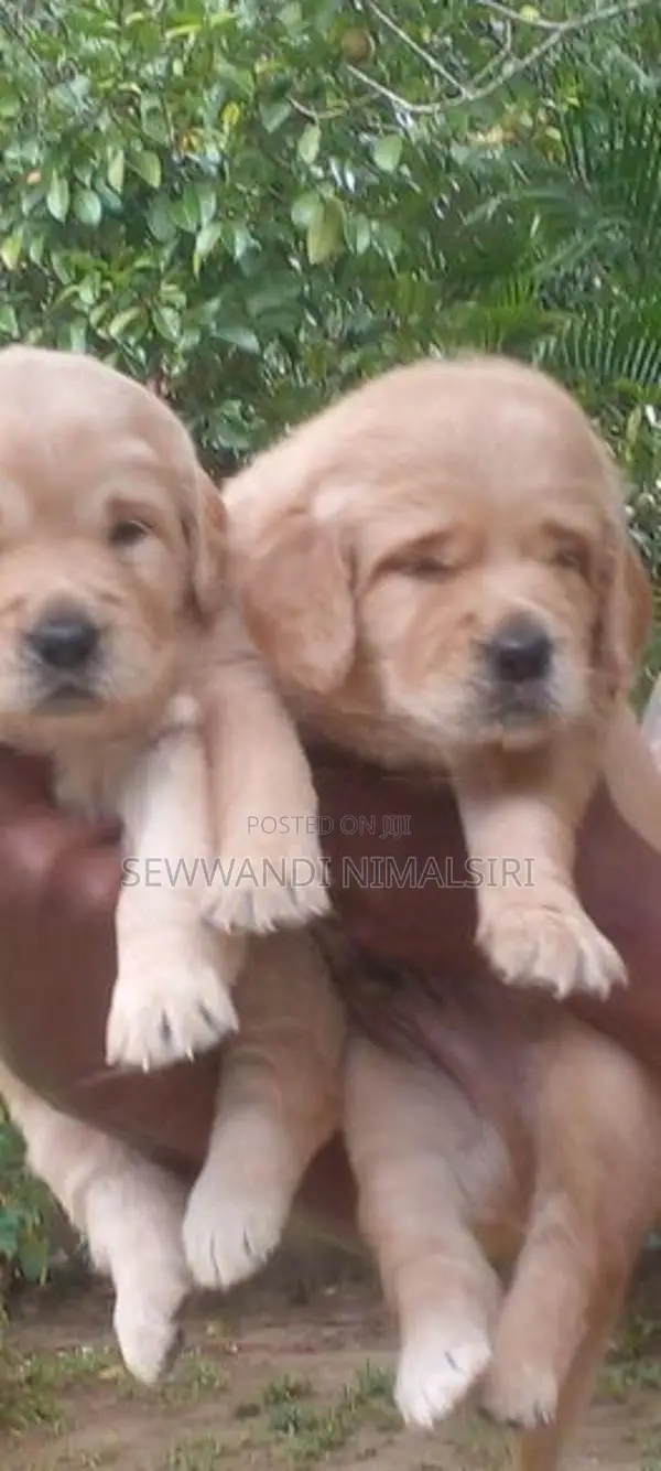 Golden Retriever Puppy