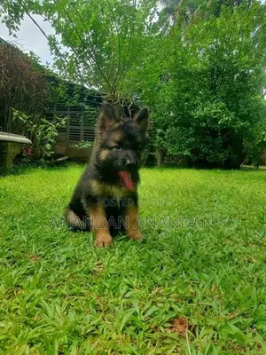 German Shepherd Puppy