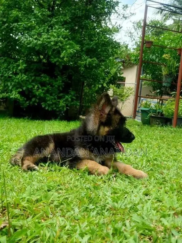 German Shepherd Puppy