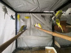 Love Birds