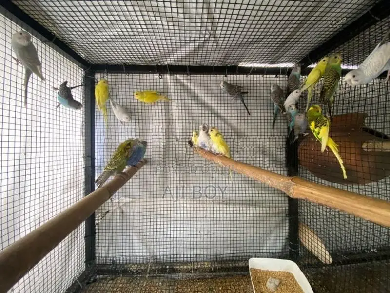 Love Birds