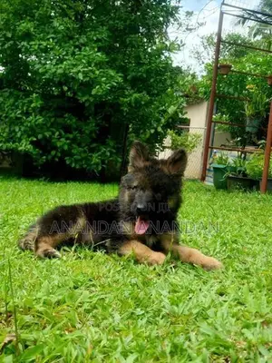 German Shepherd Puppy