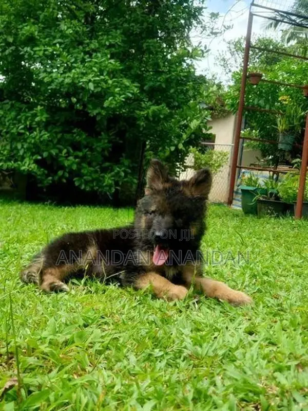 German Shepherd Puppy