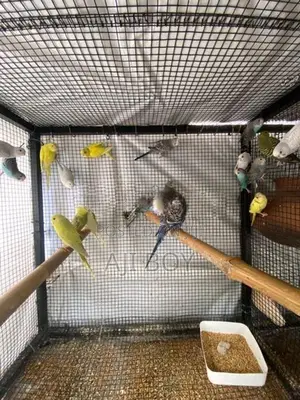 Love Birds