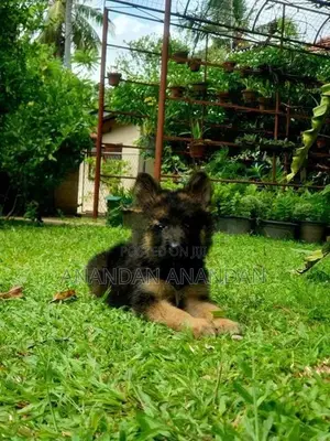 German Shepherd Puppy