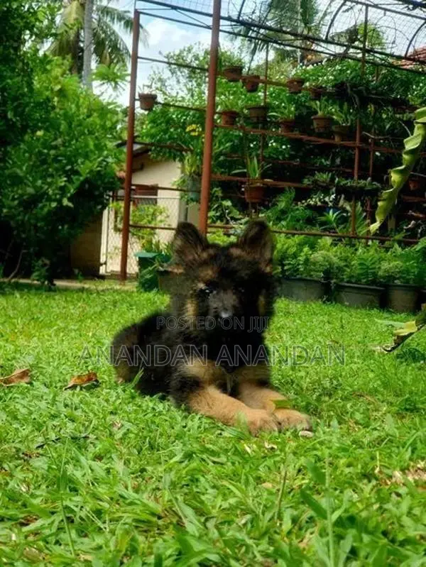 German Shepherd Puppy