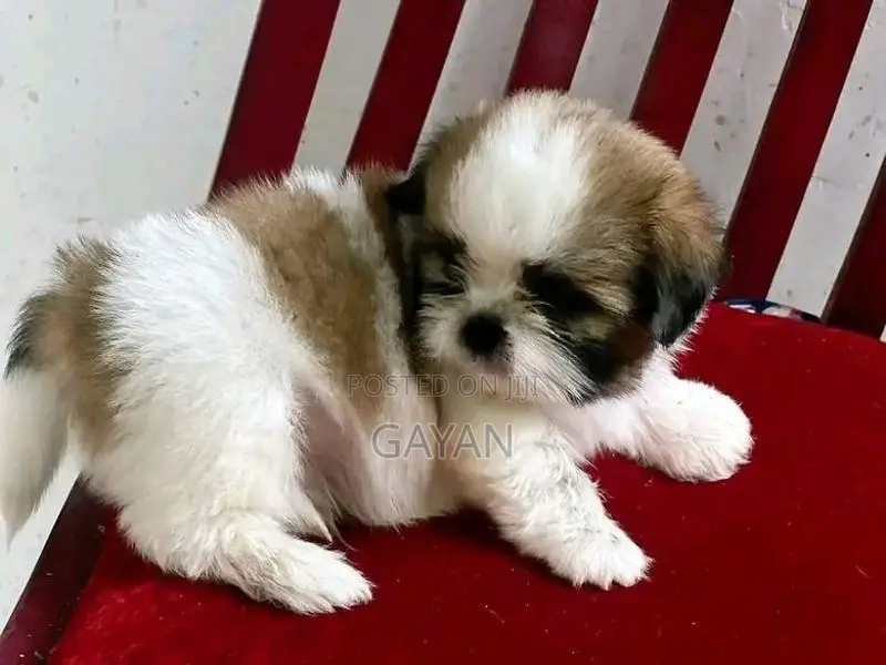 Shih Tzu Puppies