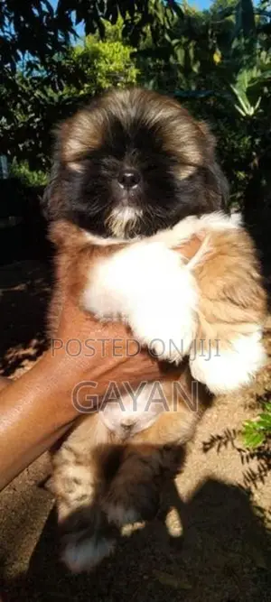 Shih Tzu Puppies