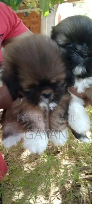 Shih Tzu Puppies