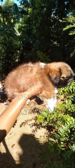 Shih Tzu Puppies