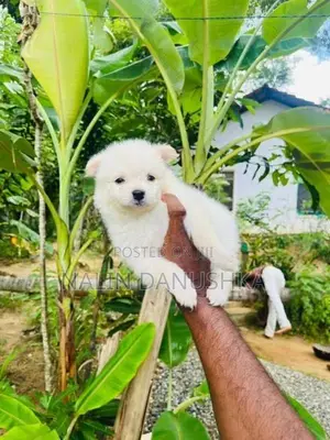 Lion Pomeranian Puppies
