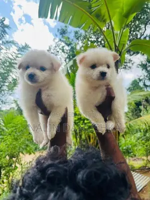 Lion Pomeranian Puppies