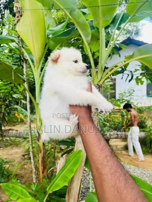 Lion Pomeranian Puppies