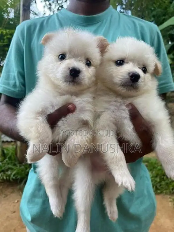 Lion Pomeranian Puppies