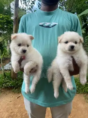 Lion Pomeranian Puppies