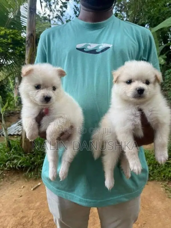 Lion Pomeranian Puppies