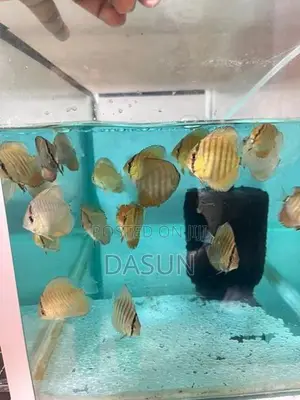 Discuss Fish