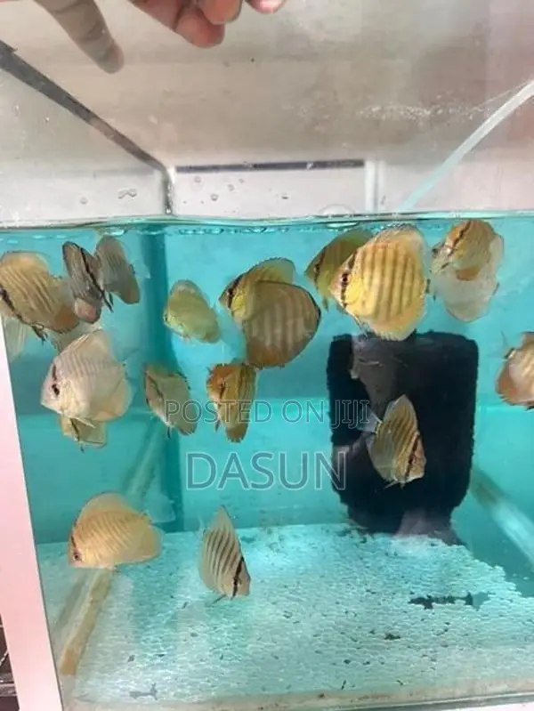 Discuss Fish