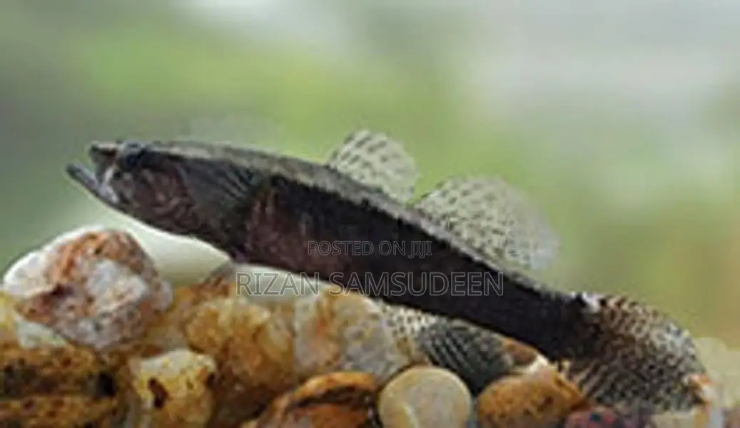 Dusky Sleeper Fish