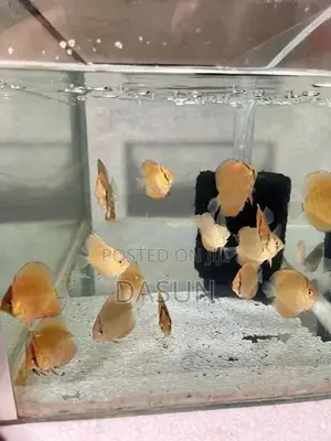 Discuss Fish