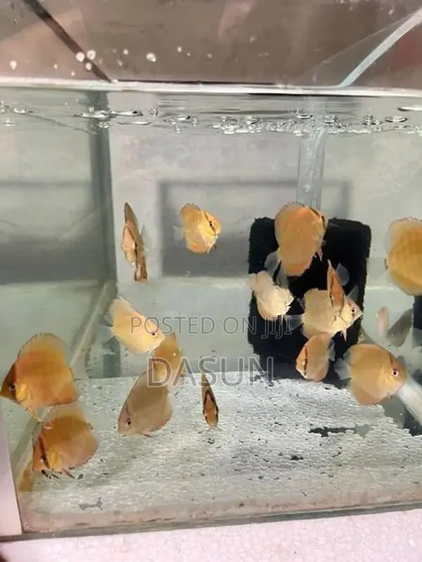 Discuss Fish