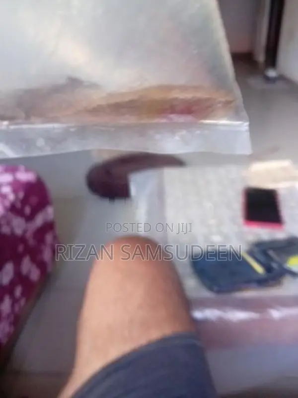 Dusky Sleeper Fish