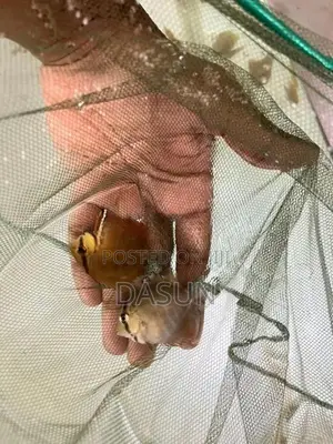 Discuss Fish