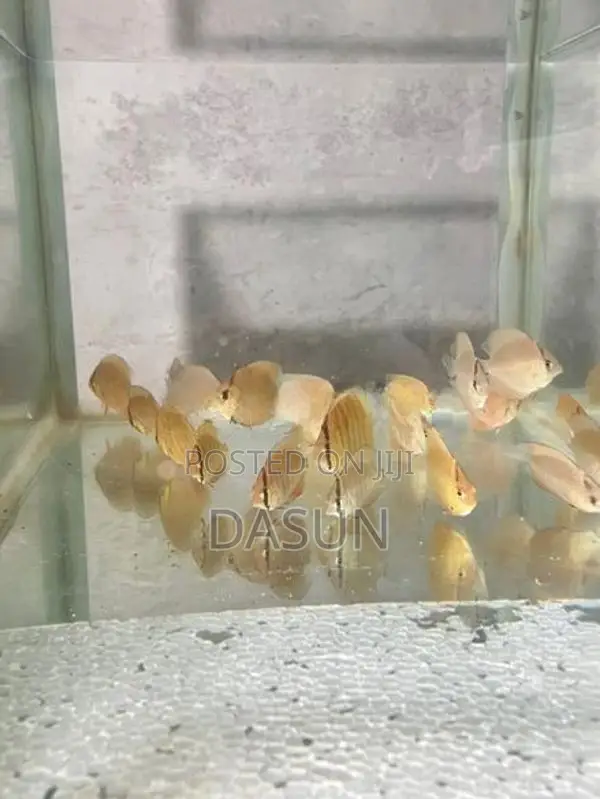 Discuss Fish