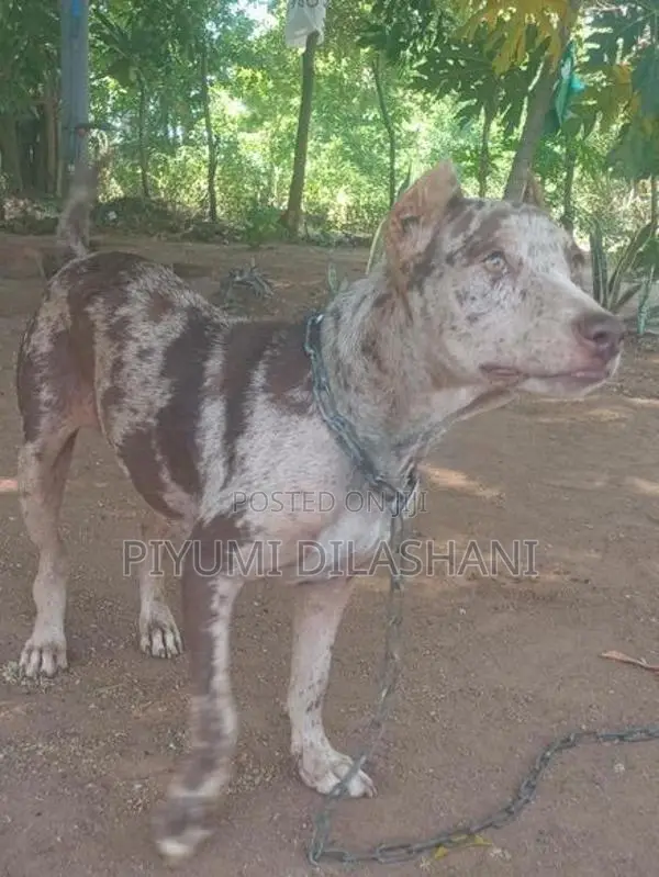 American Bully