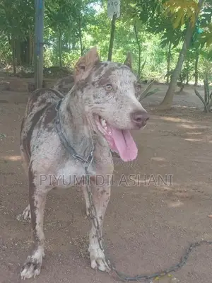 American Bully