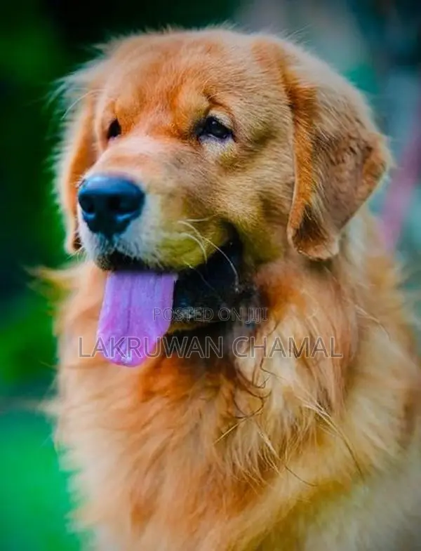 High Quality Golden Retriever Puppies