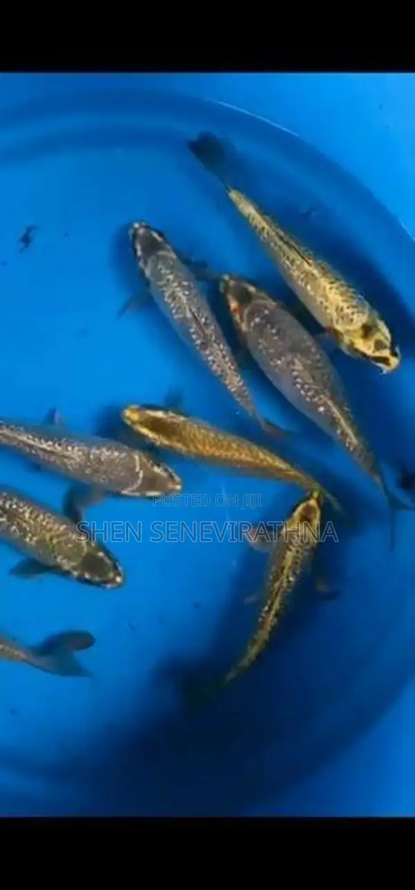 Koi Fish