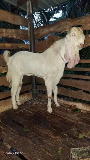 Farm Goat