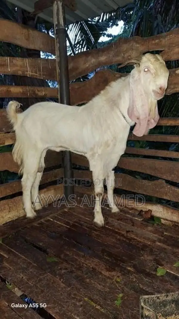 Farm Goat