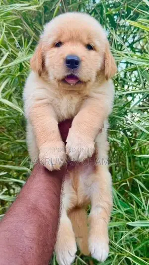 High Quality Golden Retriever Puppies