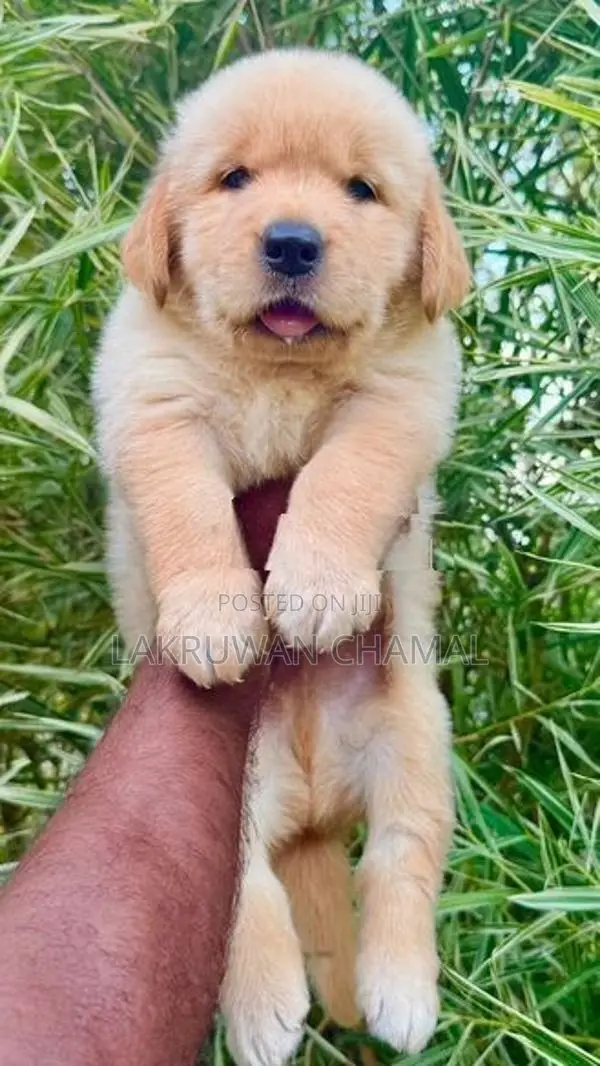 High Quality Golden Retriever Puppies