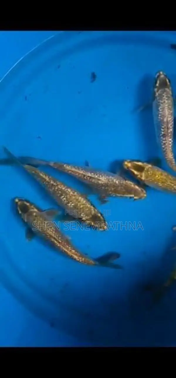 Koi Fish