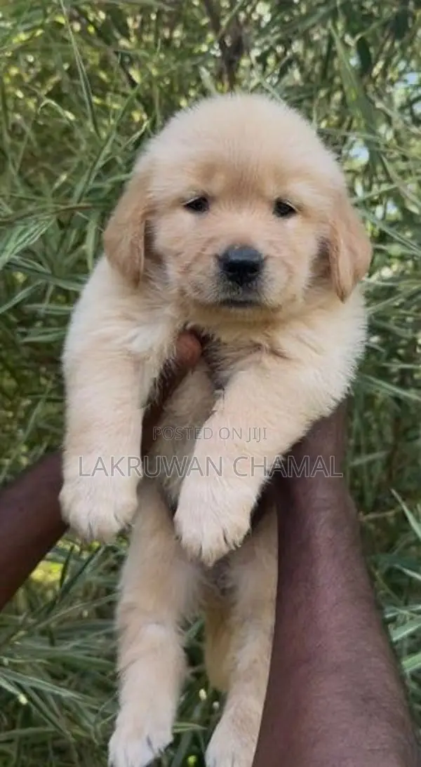 High Quality Golden Retriever Puppies