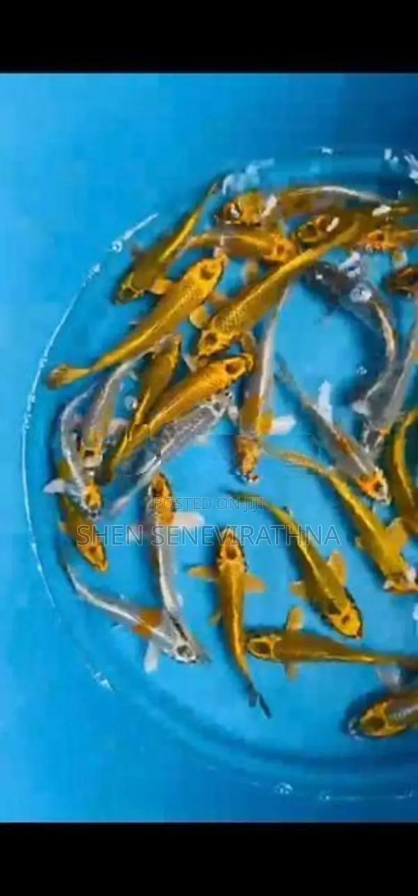 Koi Fish