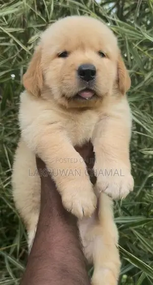 High Quality Golden Retriever Puppies