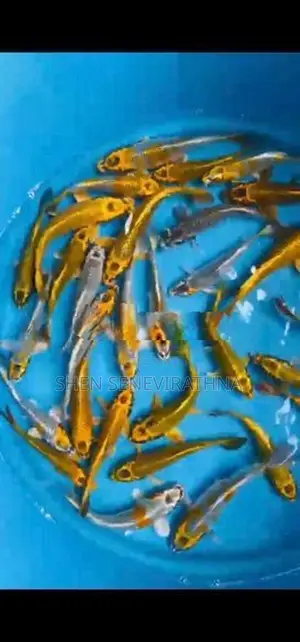 Koi Fish